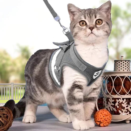 Explorer Harness with Leash