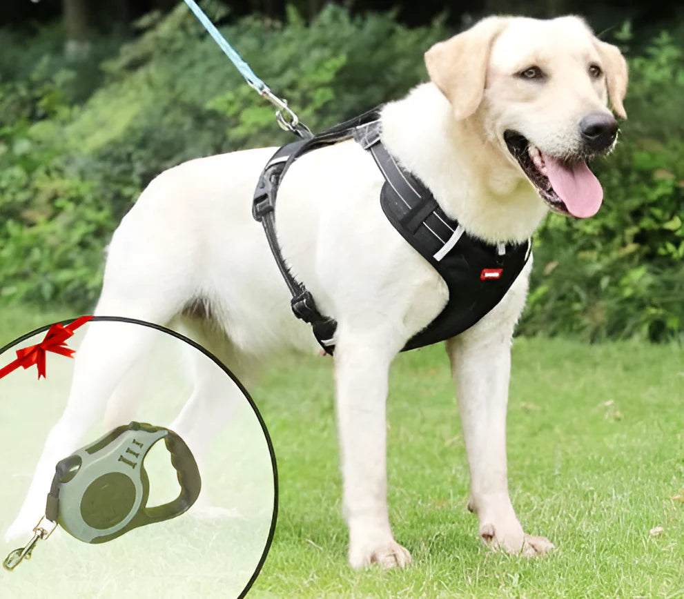 NoPull Dog Harness – WalkEase