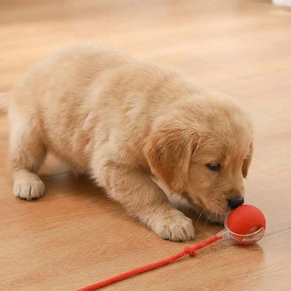 Active Rolling Ball with Tail for Dogs