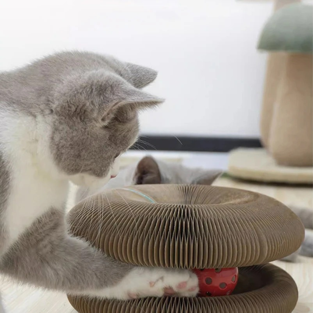 Cat Ball and Scratch Toy