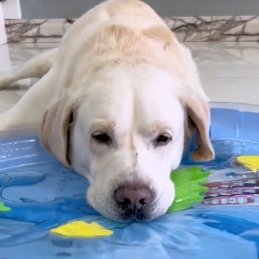 Interactive Cooling Water Mat for Dogs