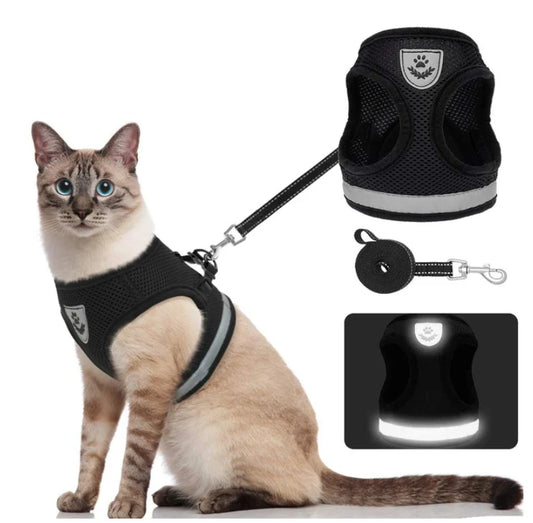 Explorer Harness with Leash