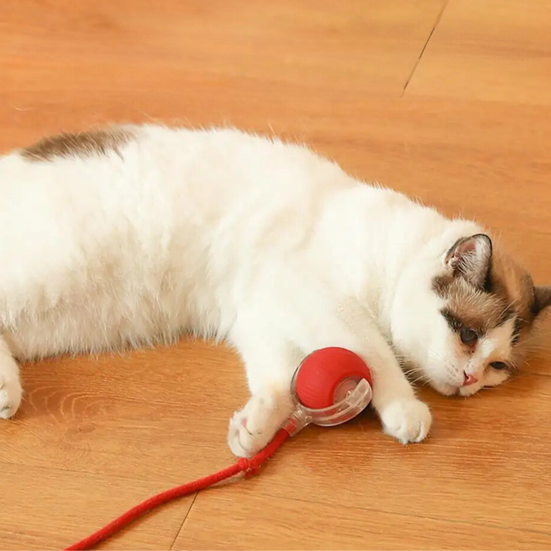 Active Rolling Ball with Tail for Cats