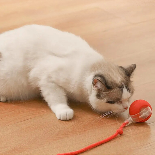 Active Rolling Ball with Tail for Cats