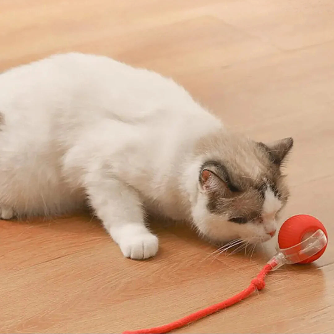 Interactive Hunting Ball for Cats – HuntJoy