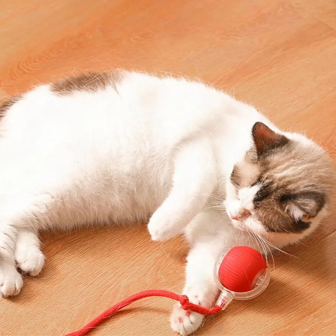 Active Rolling Ball with Tail for Cats